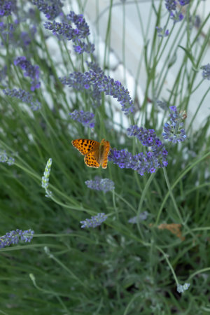 Butterfly on a purple lavender flower in the sunlight. The butterfly pollinates flowers in the...