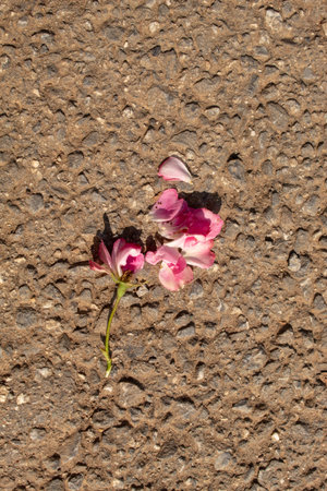 A small pink rose with fallen petals on the asphalt. Sunny dayの写真素材