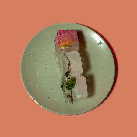 Creative arrangement of pink flower in ice cubes on the plate. Sunny day concept. Copy spaceの写真素材