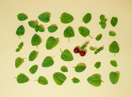 Creative arrangement of mint leaves and fruit of cherries on a beige background. Flat layの写真素材