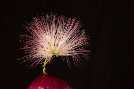 Onion and flower Persian silk tree on black background. Creative still lifeの写真素材
