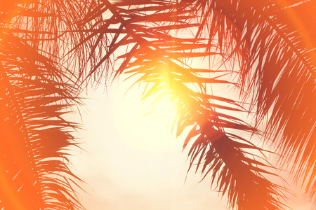 Palm trees at California beach at sky background. View of coconut branches palms at the sunset. Summer traveling vacation and tropical concept with warm color tones and sunshine halo flare.の写真素材