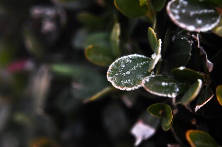 Little ice Little leafの写真素材