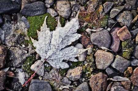 Cold Leafの写真素材