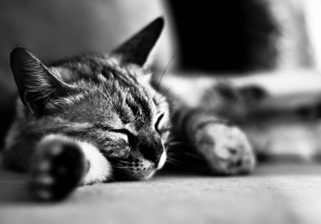 Cat is Sleepingの写真素材