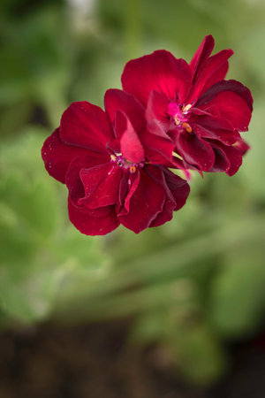 red flowers in close up a little bit splashed, green leaves in the backgroundの写真素材