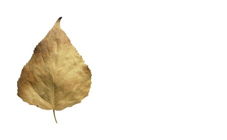 Dry Leaves on White Backgroundの写真素材