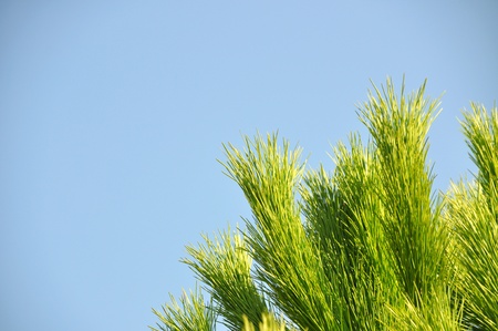 Needle leaf pine tree detail