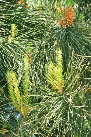 Needle leaf pine tree detail