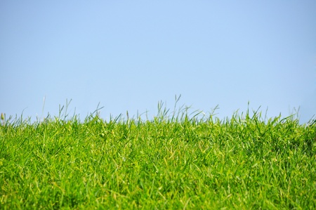 Blue peaceful sky and fresh green meadow 