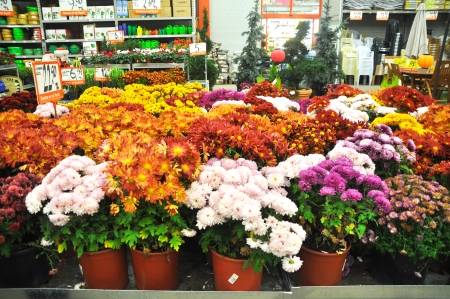 Home improvement store, garden sectionのeditorial素材