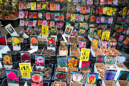 Tulip bulbs for sale in a flower market in the Netherlandsのeditorial素材