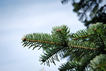 Needle leaf pine tree and blue skyの写真素材