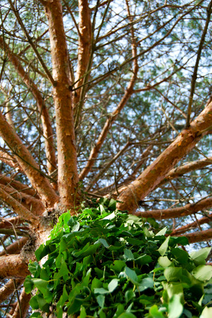 Needle leaf pine tree and ivy blue skyの写真素材