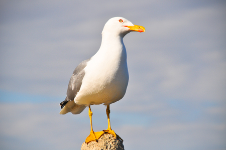 White seagull rests on a small rockの写真素材