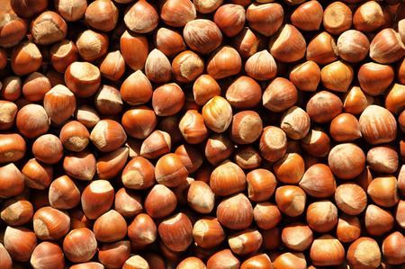 A collection of several fresh and delicious hazelnutsの写真素材