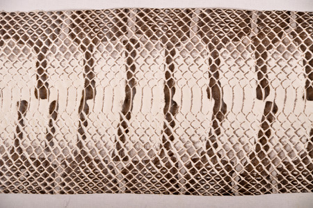 Subsequently painted natural python skin close up