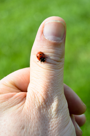 Cute ladybug on the finger between the grassの写真素材