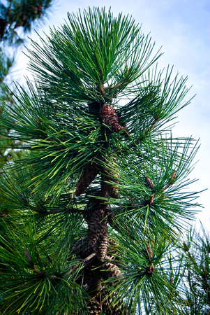 Needle leaf pine tree in its natural environment