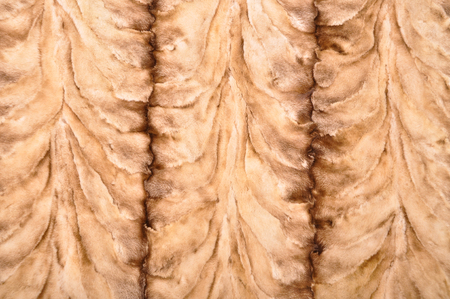 Naturally derived brown and white animal fur