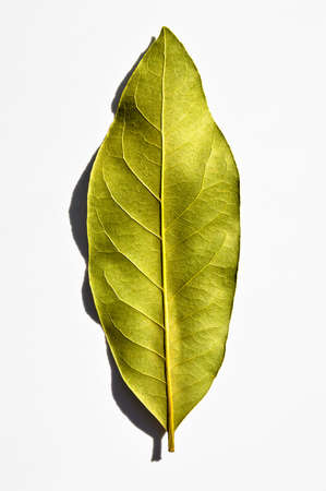 Daphne leaf, aromatic bay leaf, Laurus nobilis leaf, isolated on white background