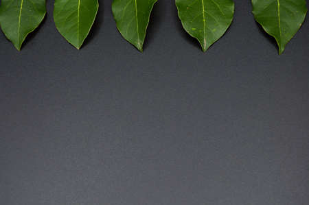 Daphne leaf, aromatic bay leaf, Laurus nobilis leaf, isolated on black backgroundの写真素材