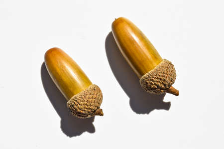 Ripe yellowed dry acorns collected in autumn, ripe oak seed, isolated on white backgroundの写真素材