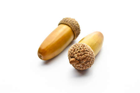 Ripe yellowed dry acorns collected in autumn, ripe oak seed, isolated on white backgroundの写真素材