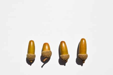 Ripe yellowed dry acorns collected in autumn, ripe oak seed, isolated on white backgroundの写真素材