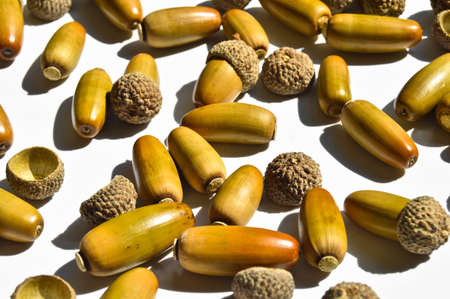 Ripe yellowed dry acorns collected in autumn, ripe oak seed, isolated on white background