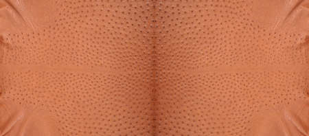 Background from a ostrich genuine leather brown, original ostrich skin leatherの写真素材