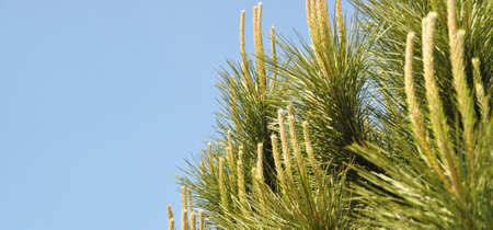 Needle leaf pine tree in its natural environment, pine tree in nature and blue sky