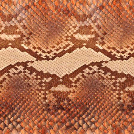Natural snake skin is used for luxury clothes and accessories, suitable for background