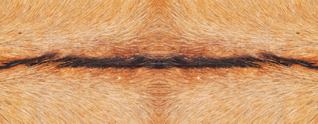 Natural real beige and brown hair goatskin textureの写真素材