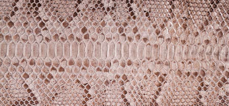 Natural snake skin is used for luxury clothes and accessories, suitable for backgroundの写真素材