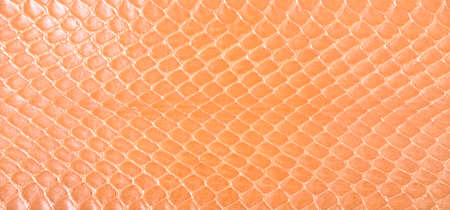 Natural snake skin is used for luxury clothes and accessories, suitable for backgroundの写真素材