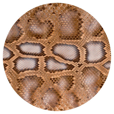 Natural snake skin is used for luxury clothes and accessories, suitable for background