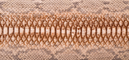 Natural snake skin is used for luxury clothes and accessories, suitable for background