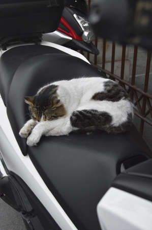 Soft fluffy cute cat sleeping comfortably, yellow black and white cat living in citiesの写真素材