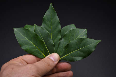 Daphne leaf, aromatic bay leaf, Laurus nobilis leaf, isolated on black backgroundの写真素材