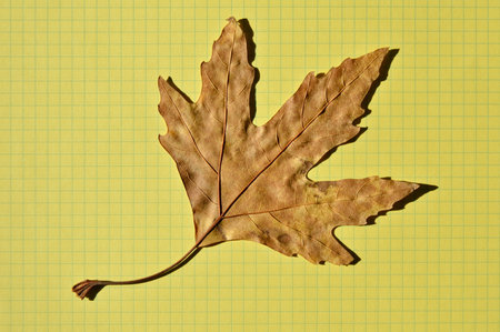 Sycamore brown autumn leaf, autumn leaf of plane tree different colors, isolated on yellow checkered paperの写真素材
