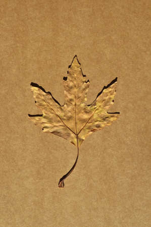 Sycamore brown autumn leaf, autumn leaf of plane tree different colors, isolated on beige and brown cardboardの写真素材