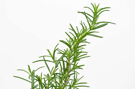 Fresh green rosemary leaves, widely used in mediterranean cuisine, isolated on white background