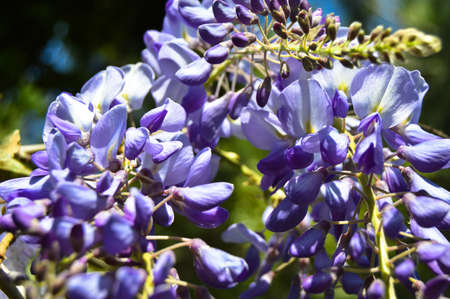 Spring branch white purple and lilac flower blossom, a sunny day, spring cameの写真素材
