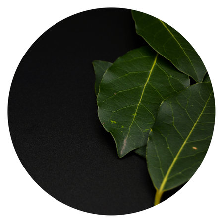 Daphne leaf, aromatic bay leaf, Laurus nobilis leaf, isolated on black backgroundの写真素材