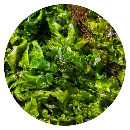 Broad left fresh green algae, pieces of seaweed fresh from the sea, isolated transparent background