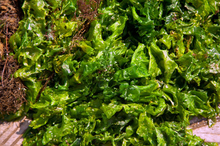 Broad left fresh green algae, pieces of seaweed fresh from the sea