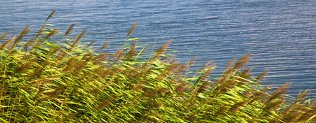 Green reeds in clear windy weather in summer, beautiful calm blue lakesideの写真素材