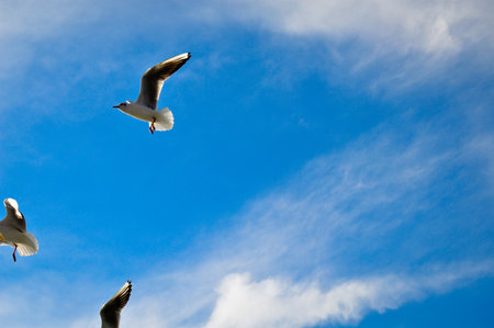 White and variegated seagulls flying freely in their habitats and blue skiesの写真素材