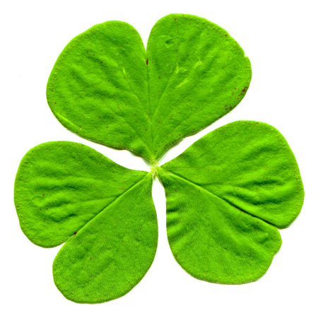 Fresh green three leaf clover leaves freshly plucked from branch, isolated on white background with high resolutionの写真素材